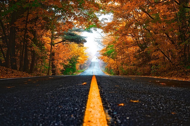 Route passant sous des arbres aux couleurs d'automne